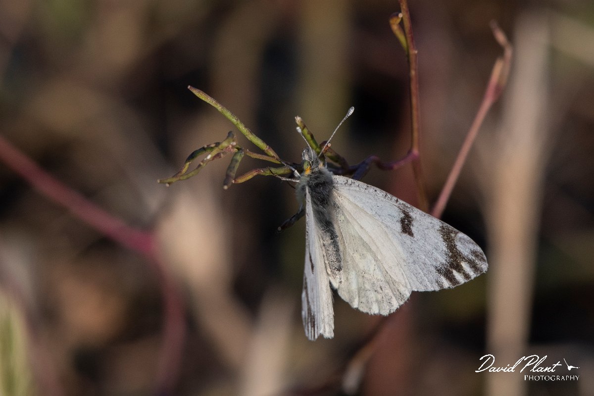 DPPhotography - Lesvos - Eastern dappled white - B.jpg - Eastern dappled white - Perasma reservoir, Lesvos