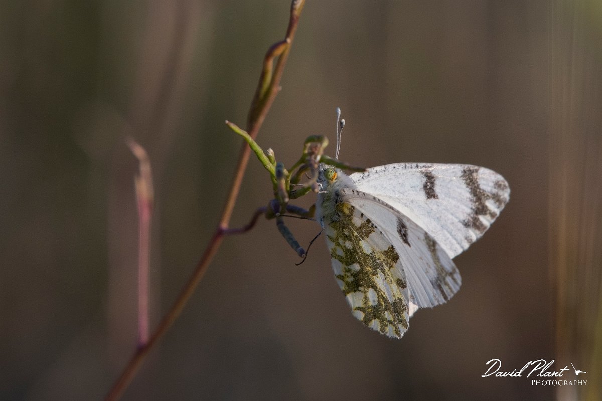 DPPhotography - Lesvos - Eastern dappled white - C.jpg - Eastern dappled white - Perasma reservoir, Lesvos