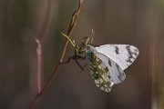 DPPhotography - Lesvos - Eastern dappled white - C