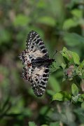 DPPhotography - Lesvos - Eastern festoon - A