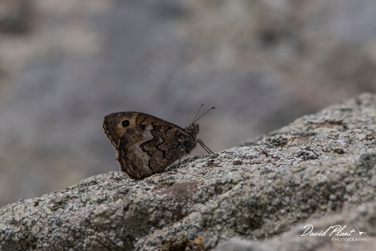 DPPhotography - Lesvos - Eastern grayling - A.jpg - Eastern grayling - Ipsilou Monastery, Lesvos