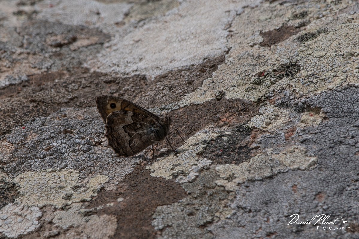 DPPhotography - Lesvos - Eastern grayling - B.jpg - Eastern grayling - Ipsilou Monastery, Lesvos