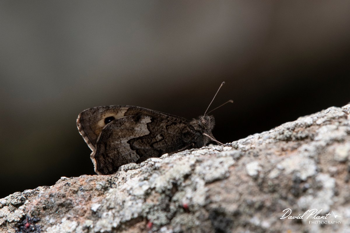DPPhotography - Lesvos - Eastern grayling - C.jpg - Eastern grayling - Ipsilou Monastery, Lesvos