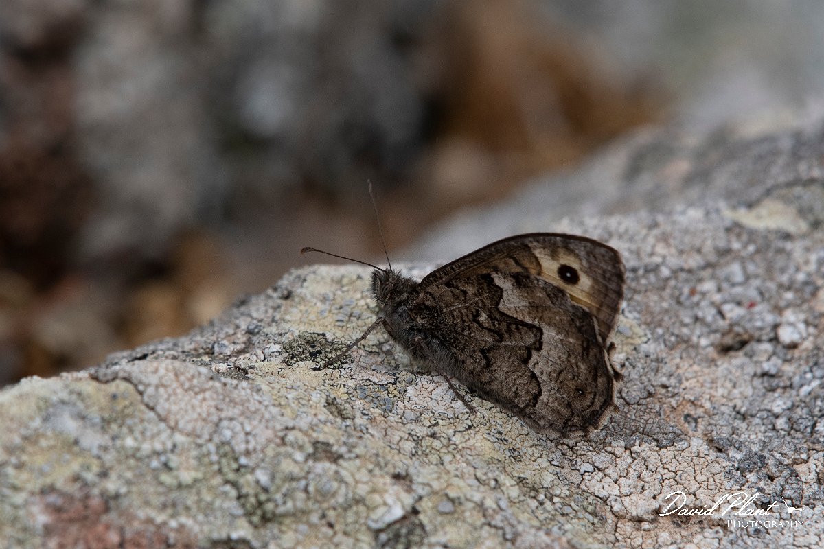 DPPhotography - Lesvos - Eastern grayling - D.jpg - Eastern grayling - Ipsilou Monastery, Lesvos