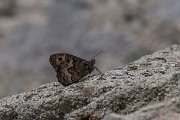 DPPhotography - Lesvos - Eastern grayling - A