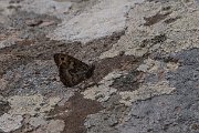 DPPhotography - Lesvos - Eastern grayling - B