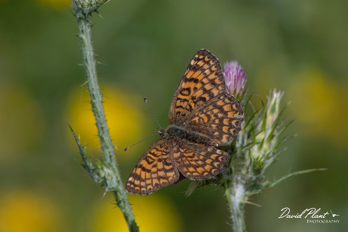 DPPhotography - Lesvos - Eastern knapweed fritillary - B.jpg - Eastern knapweed fritillary - Agiasos sanatorium, Lesvos