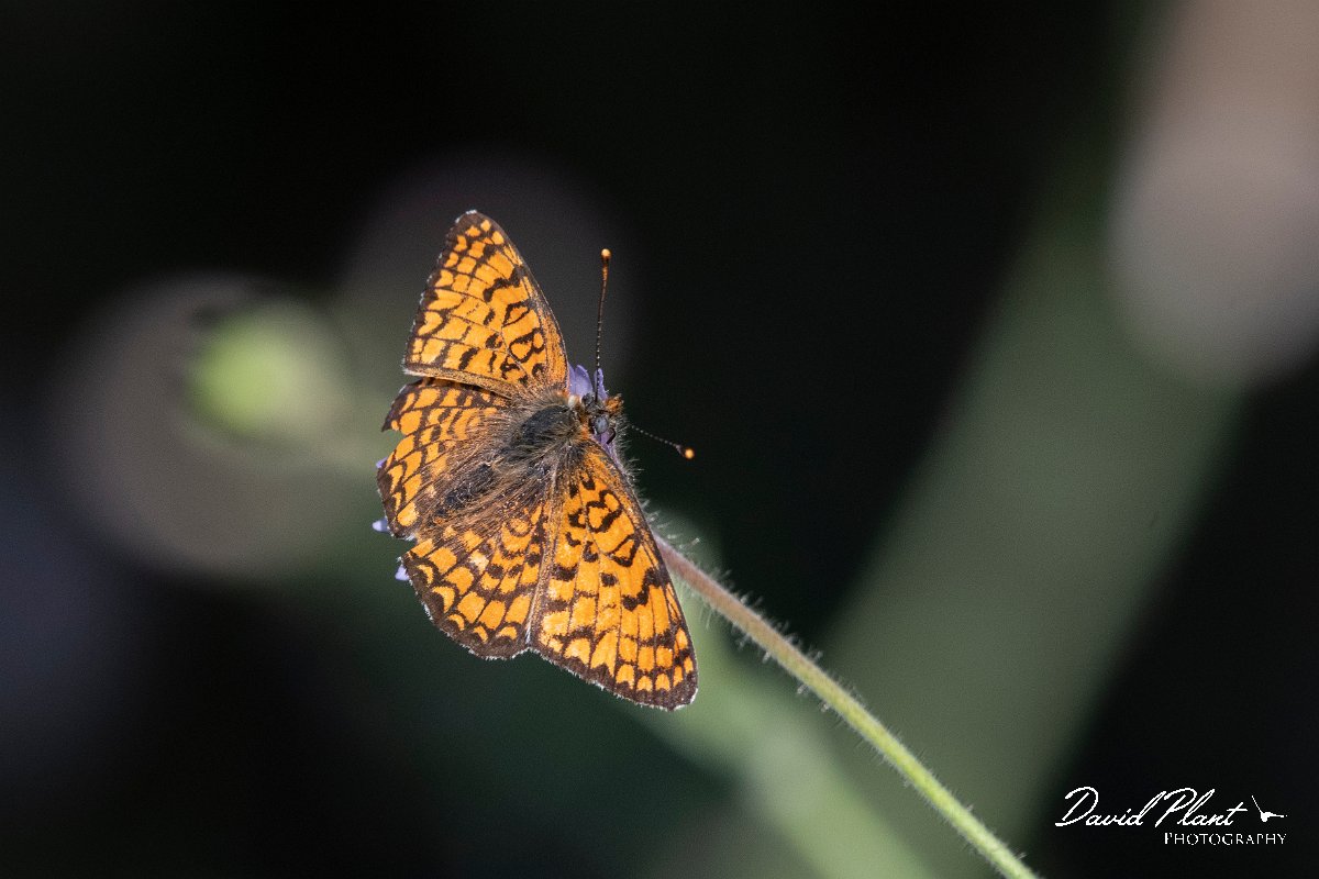DPPhotography - Lesvos - Eastern knapweed fritillary - F.jpg - Eastern knapweed fritillary - Perasma reservoir, Lesvos