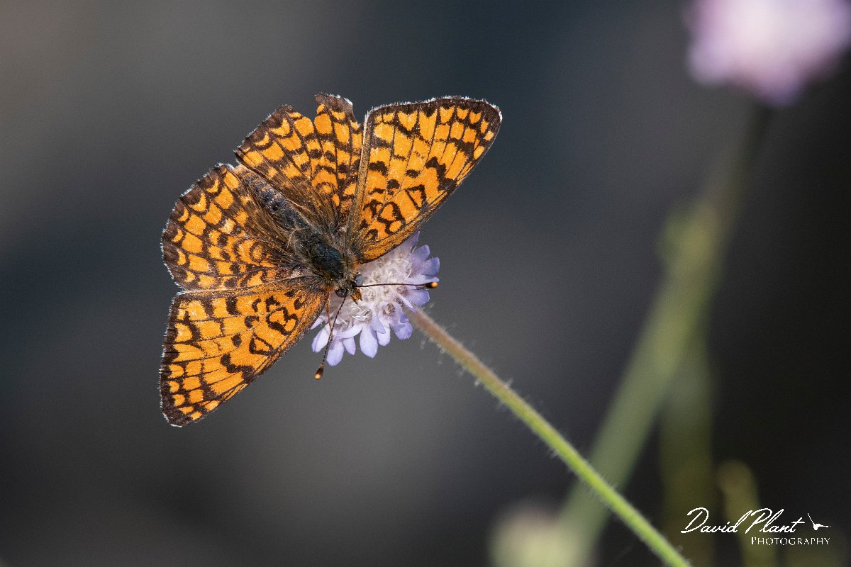 DPPhotography - Lesvos - Eastern knapweed fritillary - G.jpg - Eastern knapweed fritillary - Perasma reservoir, Lesvos