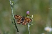 DPPhotography - Lesvos - Eastern knapweed fritillary - A