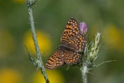 DPPhotography - Lesvos - Eastern knapweed fritillary - B