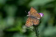 DPPhotography - Lesvos - Eastern knapweed fritillary - C