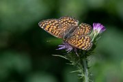 DPPhotography - Lesvos - Eastern knapweed fritillary - D