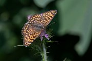 DPPhotography - Lesvos - Eastern knapweed fritillary - E