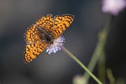 DPPhotography - Lesvos - Eastern knapweed fritillary - G