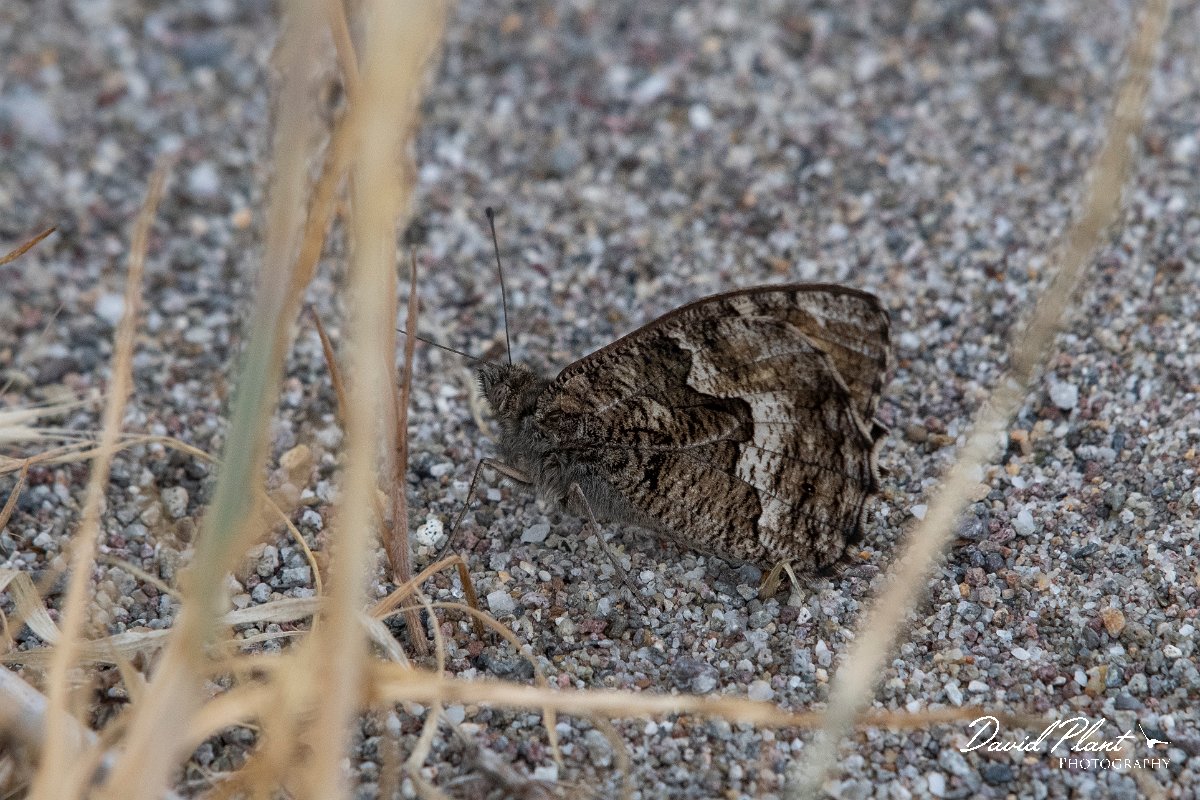 DPPhotography - Lesvos - Eastern rock grayling - A.jpg - Eastern rock grayling - Faneromeni, Lesvos