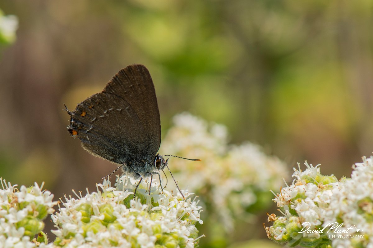 DPPhotography - Lesvos - Ilex hairstreak - B.jpg - Ilex hairstreak - Perasma reservoir, Lesvos