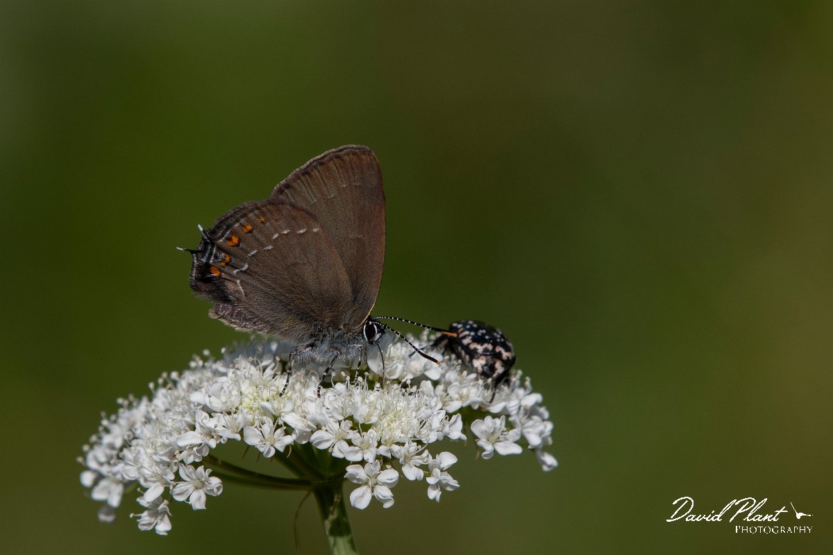 DPPhotography - Lesvos - Ilex hairstreak - C.jpg - Ilex hairstreak - Agiasos sanatorium, Lesvos