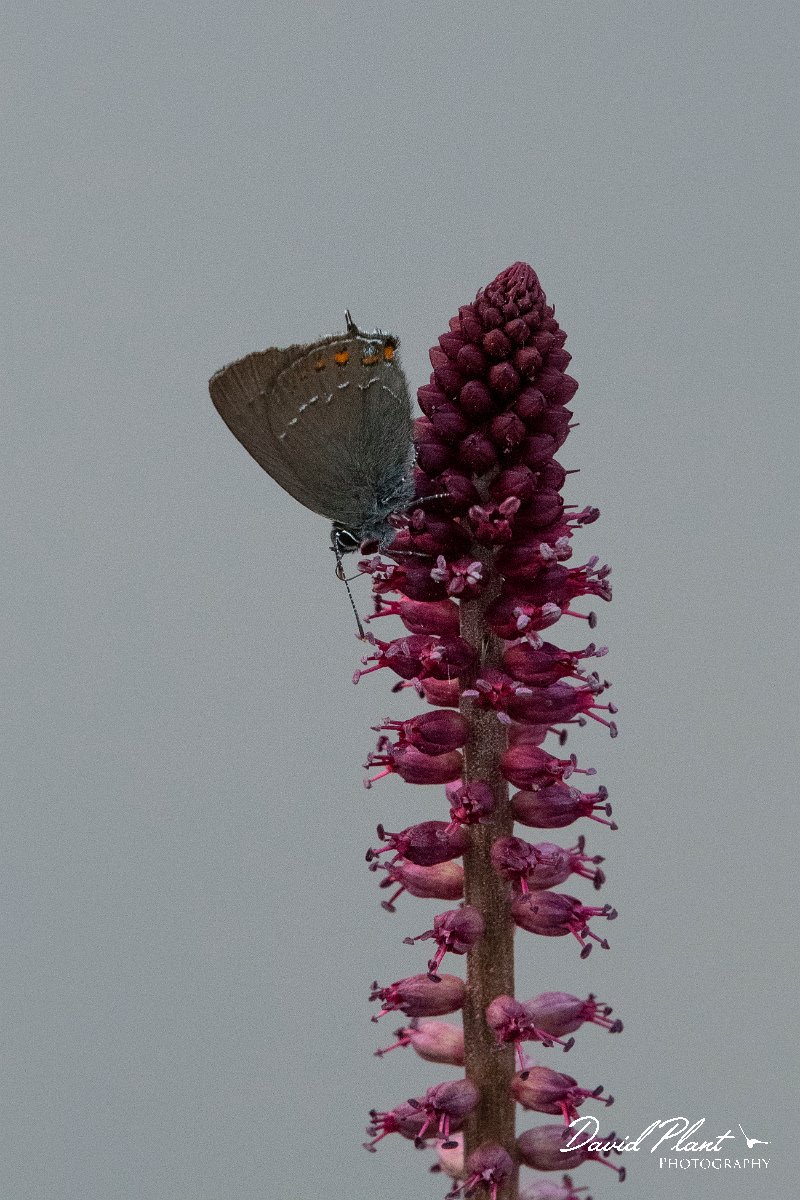 DPPhotography - Lesvos - Ilex hairstreak - I.jpg - Ilex hairstreak - Potamia Valley, Lesvos