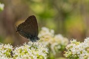 DPPhotography - Lesvos - Ilex hairstreak - B