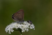DPPhotography - Lesvos - Ilex hairstreak - C