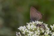 DPPhotography - Lesvos - Ilex hairstreak - D