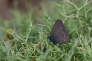 DPPhotography - Lesvos - Ilex hairstreak - F