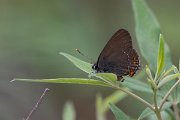 DPPhotography - Lesvos - Ilex hairstreak - G