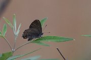 DPPhotography - Lesvos - Ilex hairstreak - H