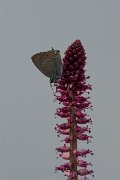 DPPhotography - Lesvos - Ilex hairstreak - I