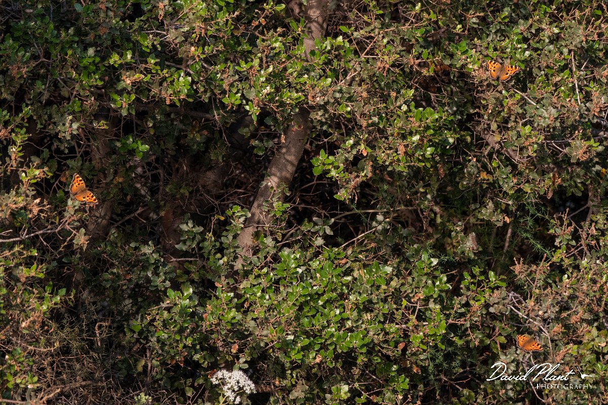DPPhotography - Lesvos - Large tortoiseshell - C.jpg - Large tortoiseshell - Perasma reservoir, Lesvos