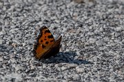 DPPhotography - Lesvos - Large tortoiseshell - A
