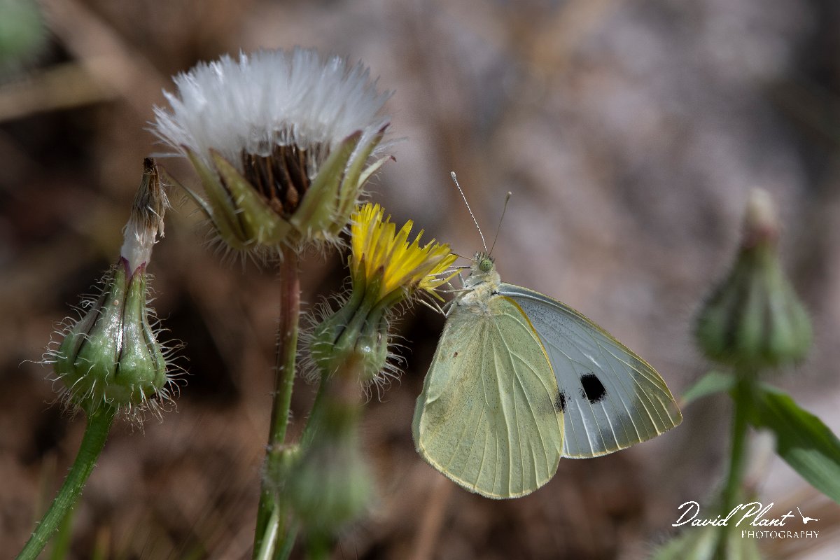 DPPhotography - Lesvos - Large white - A.jpg - Large white - Ipsilou Monastery, Lesvos