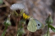 DPPhotography - Lesvos - Large white - A