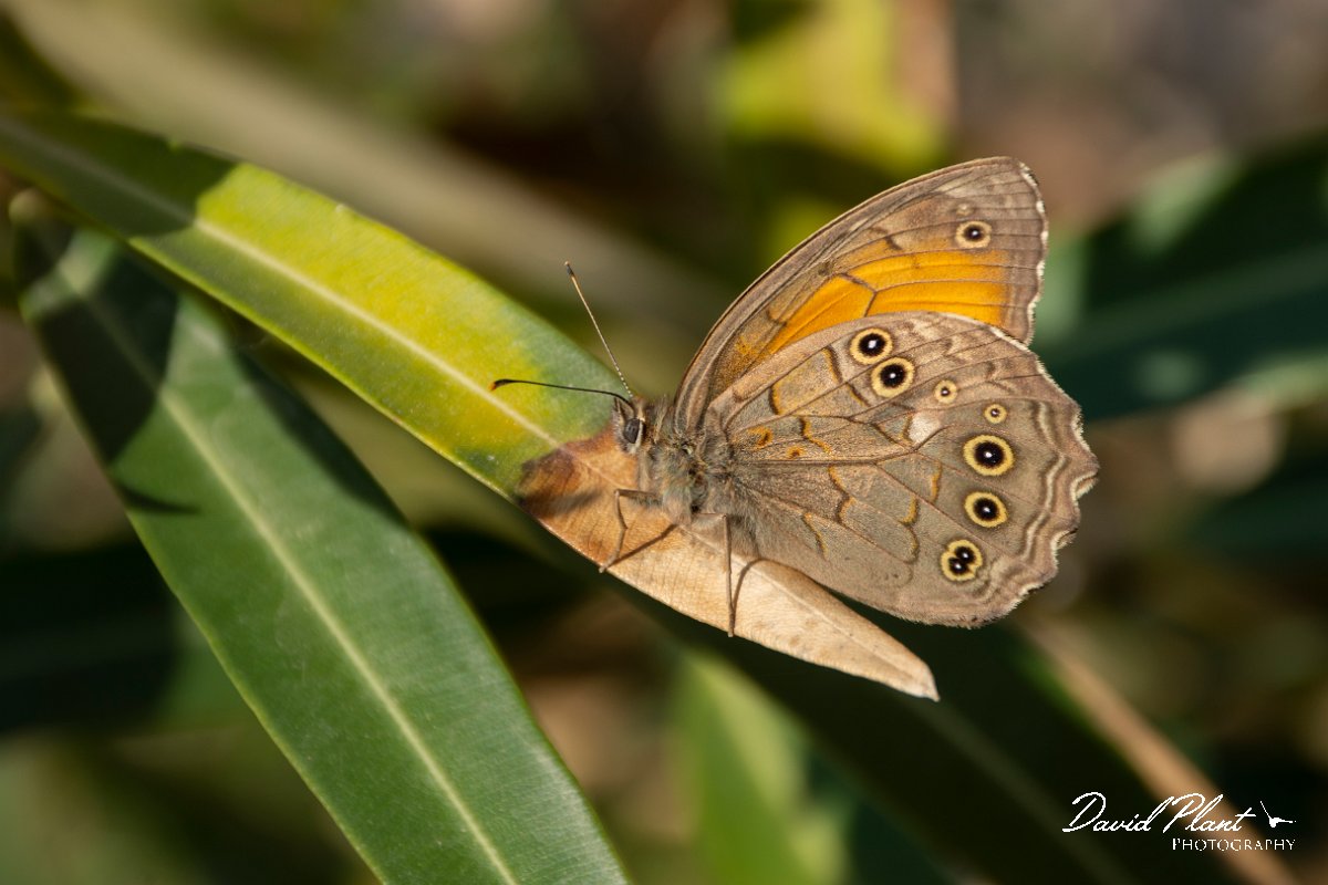 DPPhotography - Lesvos - Lattice brown - B.jpg - Lattice brown - Anaxos, Lesvos
