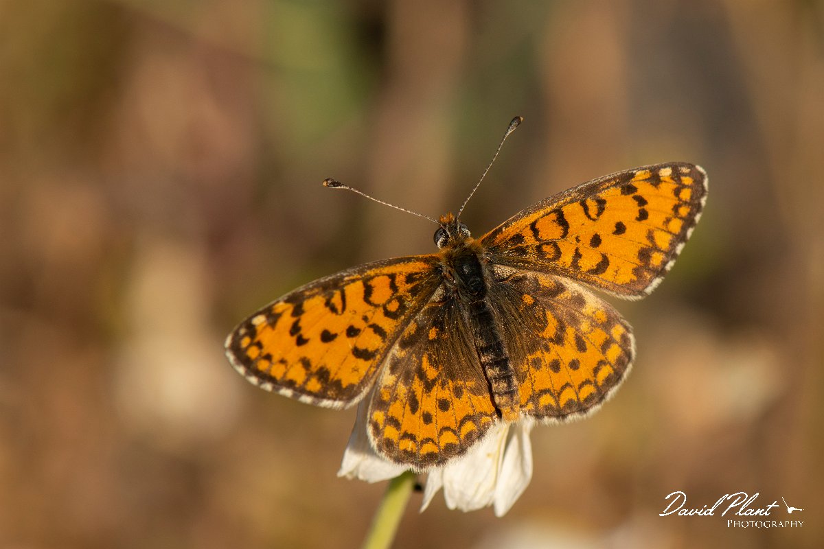 DPPhotography - Lesvos - Lesser spotted fritillary - A.jpg - Lesser spotted fritillary - Perasma reservoir, Lesvos