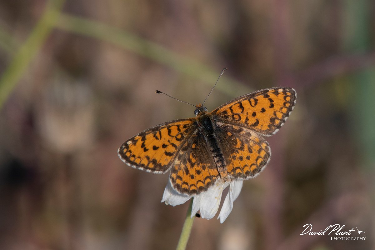 DPPhotography - Lesvos - Lesser spotted fritillary - C.jpg - Lesser spotted fritillary - Perasma reservoir, Lesvos