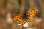 DPPhotography - Lesvos - Lesser spotted fritillary - A