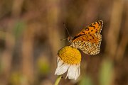 DPPhotography - Lesvos - Lesser spotted fritillary - B