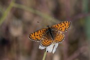 DPPhotography - Lesvos - Lesser spotted fritillary - C