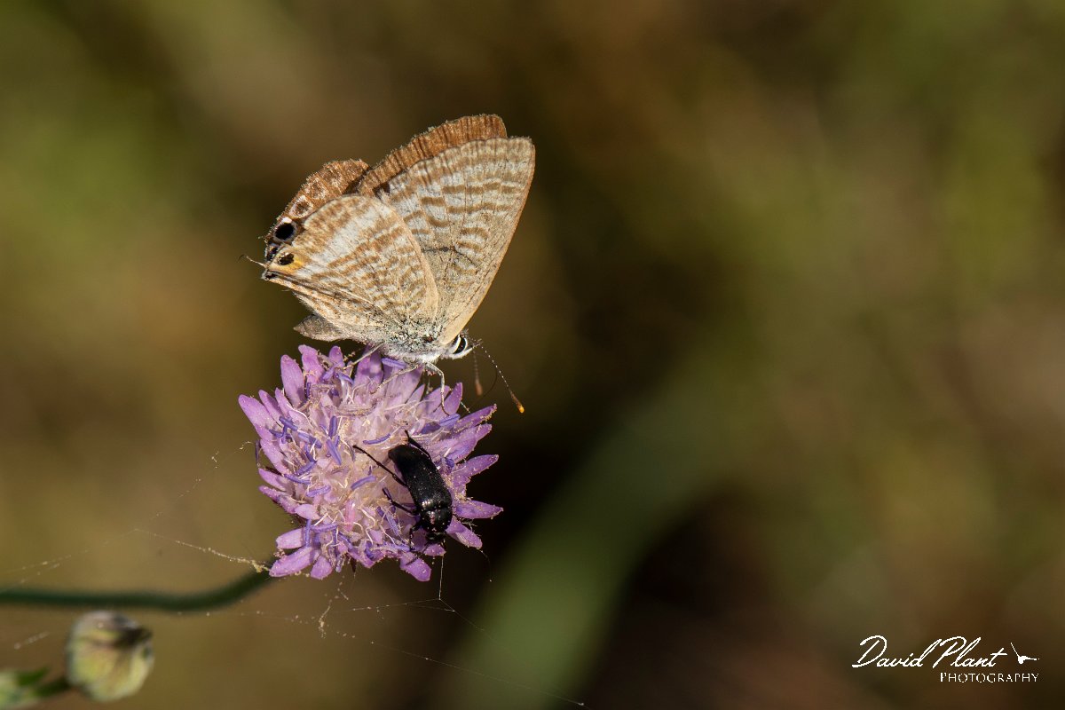 DPPhotography - Lesvos - Long-tailed blue - A.jpg - Long-tailed blue - Perasma reservoir, Lesvos