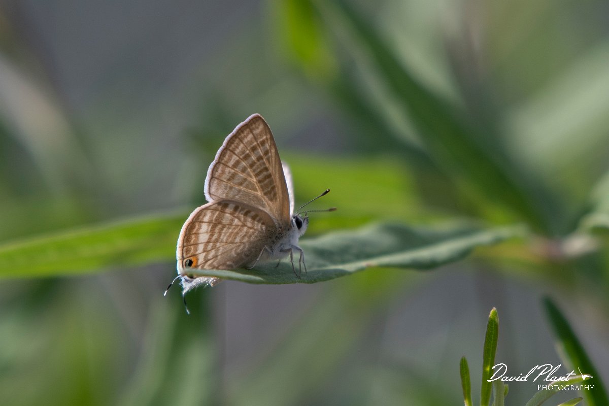 DPPhotography - Lesvos - Long-tailed blue - B.jpg - Long-tailed blue - Potamia Valley, Lesvos