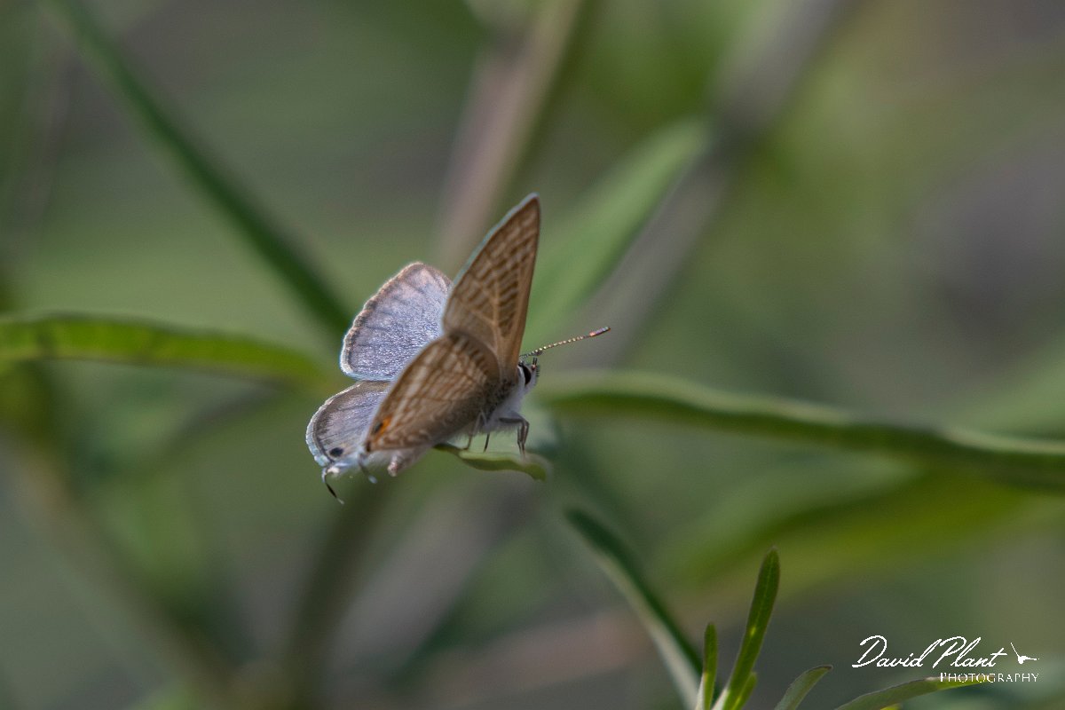 DPPhotography - Lesvos - Long-tailed blue - C.jpg - Long-tailed blue - Potamia Valley, Lesvos