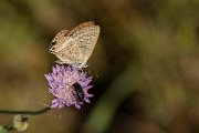 DPPhotography - Lesvos - Long-tailed blue - A