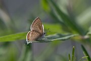 DPPhotography - Lesvos - Long-tailed blue - B