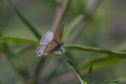 DPPhotography - Lesvos - Long-tailed blue - C