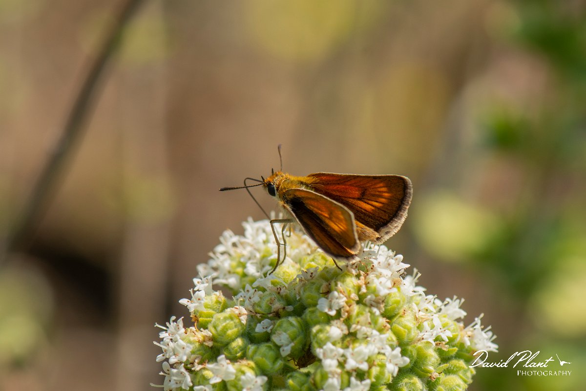 DPPhotography - Lesvos - Lulworth skipper - A.jpg - Lulworth skipper - Perasma reservoir, Lesvos