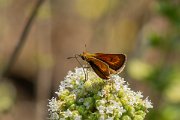 DPPhotography - Lesvos - Lulworth skipper - A