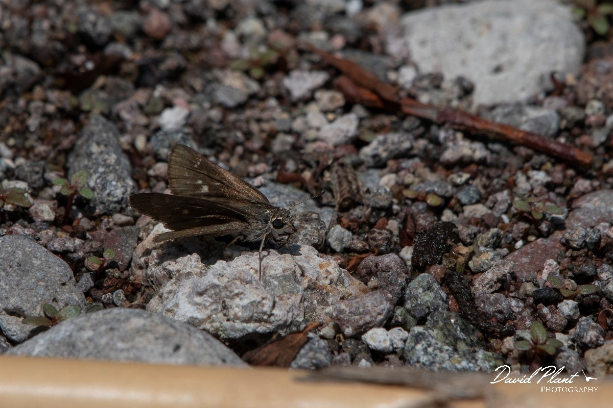 DPPhotography - Lesvos - Millet skipper - A.jpg - Millet skipper - Anaxos, Lesvos