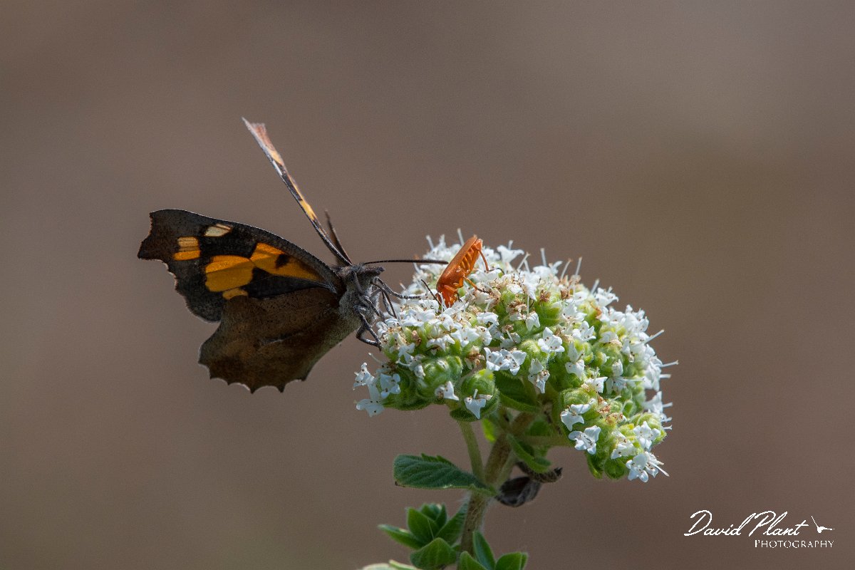 DPPhotography - Lesvos - Nettle-tree butterfly - A.jpg - Nettle-tree butterfly - Perasma reservoir, Lesvos
